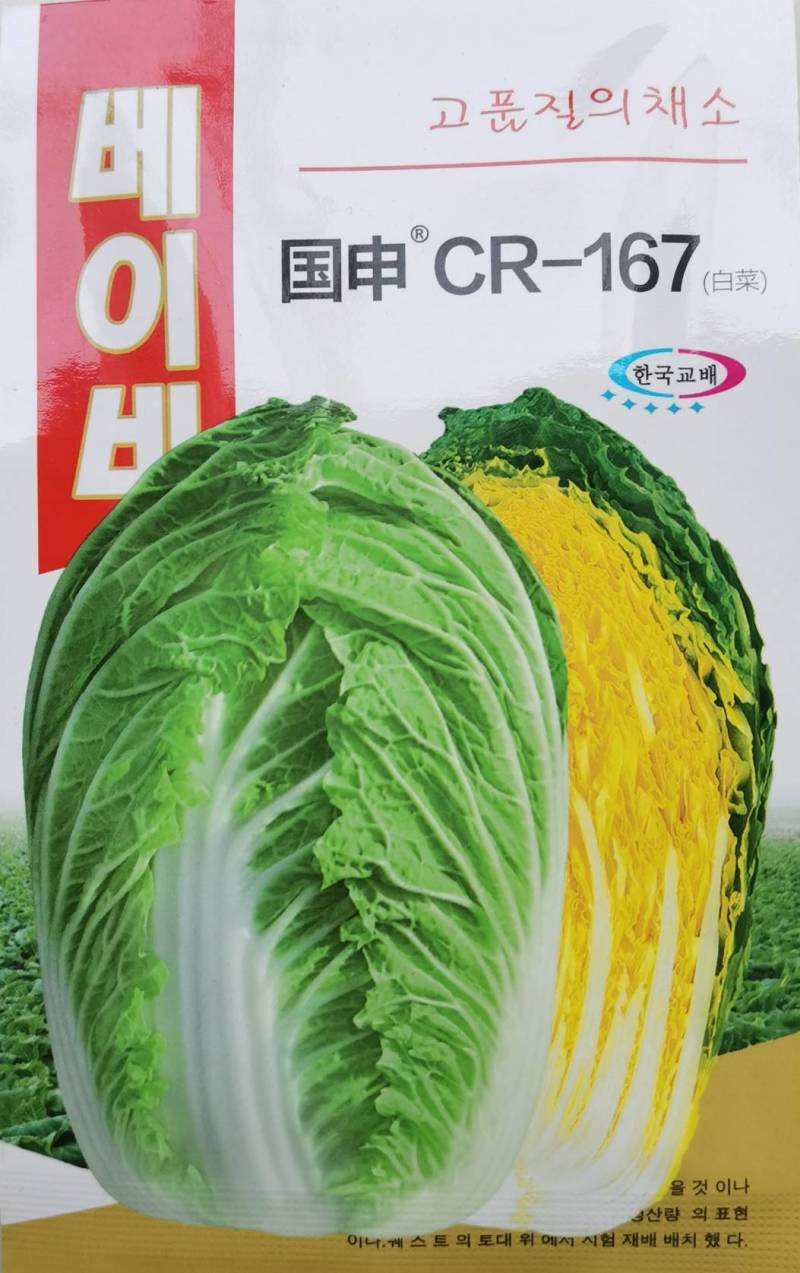 国申CR167春秋白菜种子，抗根瘤病黄心黄芯60天冬储