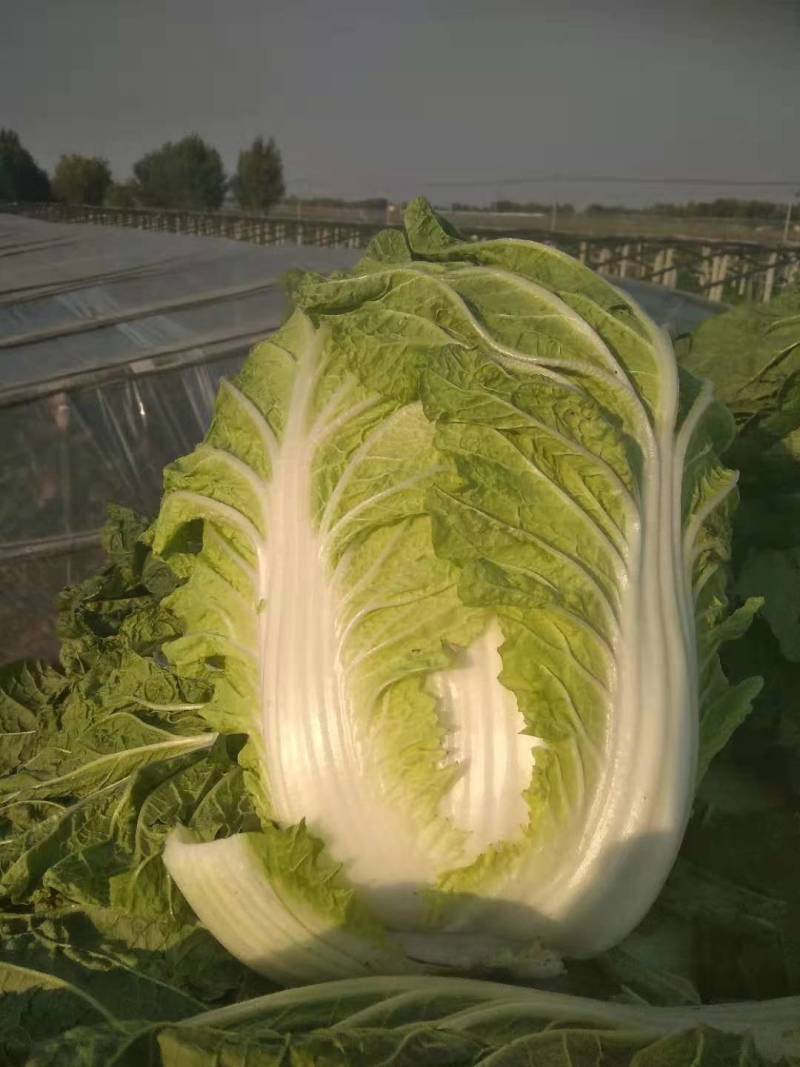 国申CR167春秋白菜种子，抗根瘤病黄心黄芯60天冬储