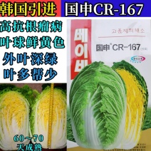 国申CR167春秋白菜种子，抗根瘤病黄心黄芯60天冬储