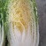 国申CR167春秋白菜种子，抗根瘤病黄心黄芯60天冬储