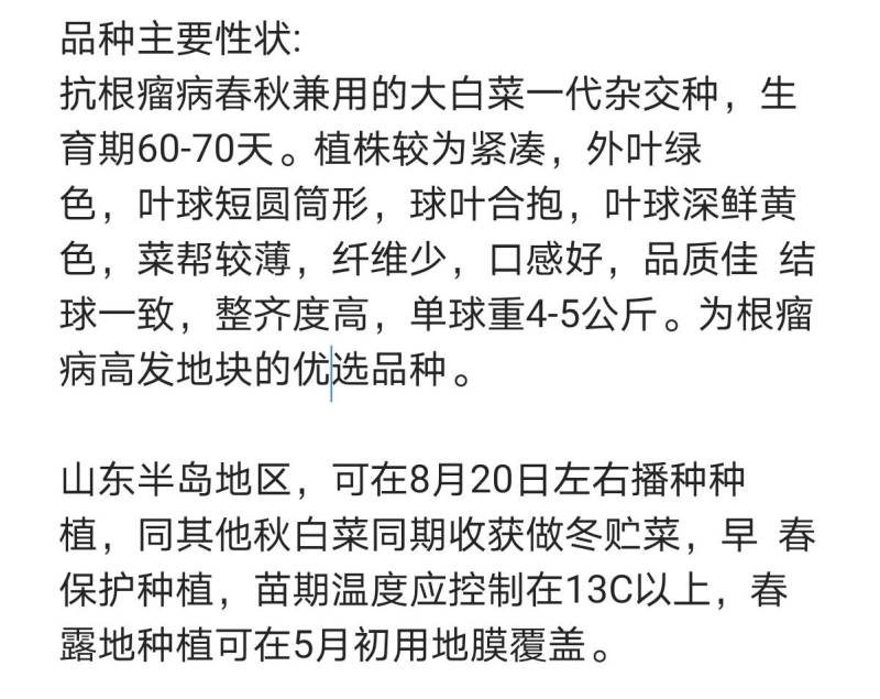 国申CR167春秋白菜种子，抗根瘤病黄心黄芯60天冬储
