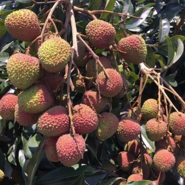 荔枝