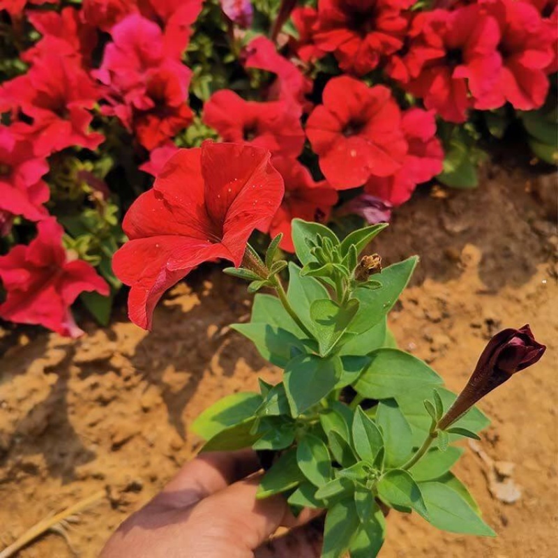 矮牵牛，精品矮牵牛花，基地直发，大量供应
