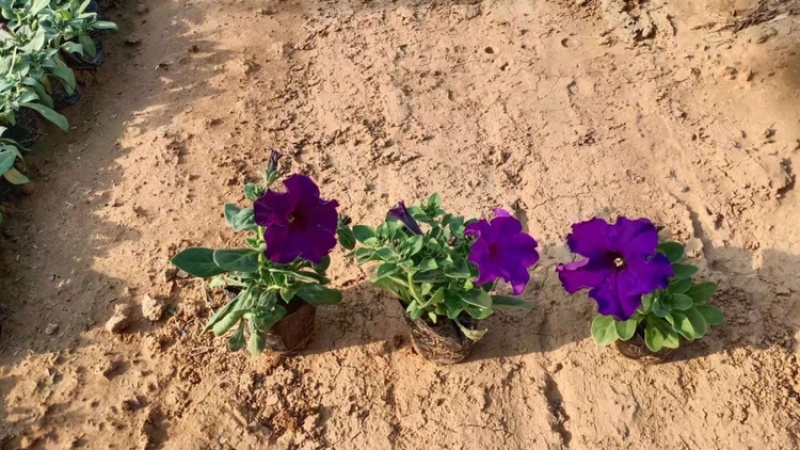 矮牵牛，精品矮牵牛花，基地直发，大量供应