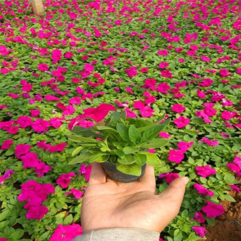矮牵牛，精品矮牵牛花，基地直发，大量供应