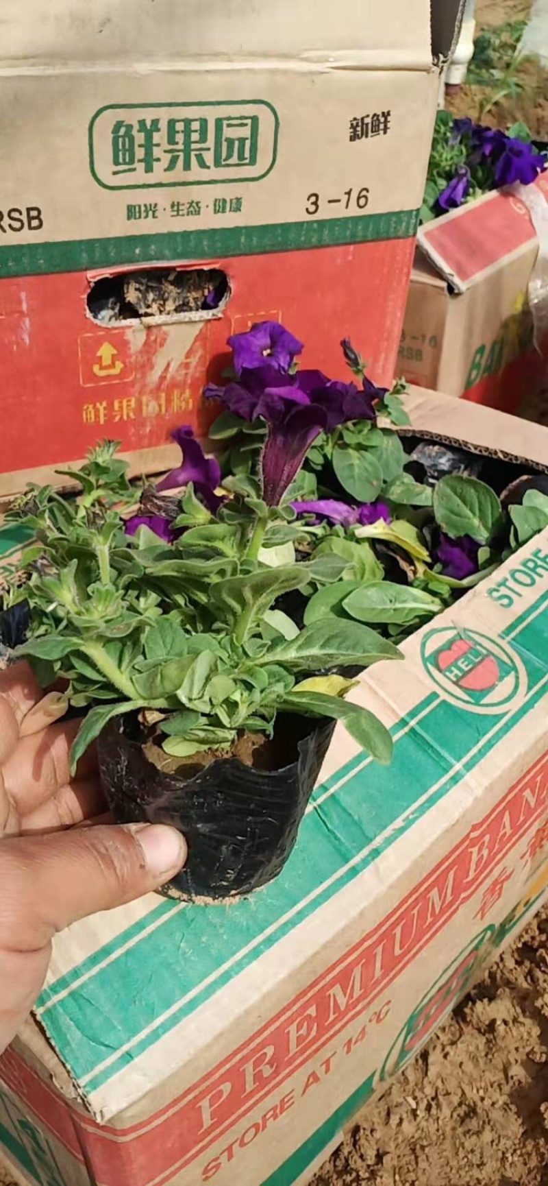 矮牵牛，精品矮牵牛花，基地直发，大量供应