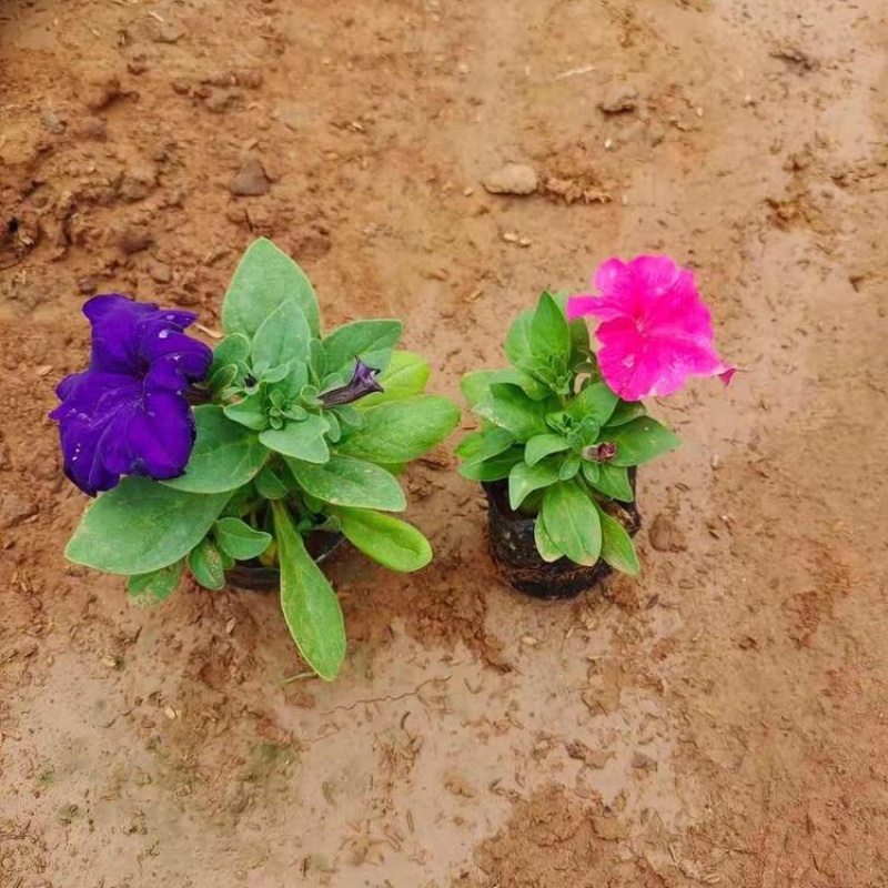 矮牵牛，精品矮牵牛花，基地直发，大量供应