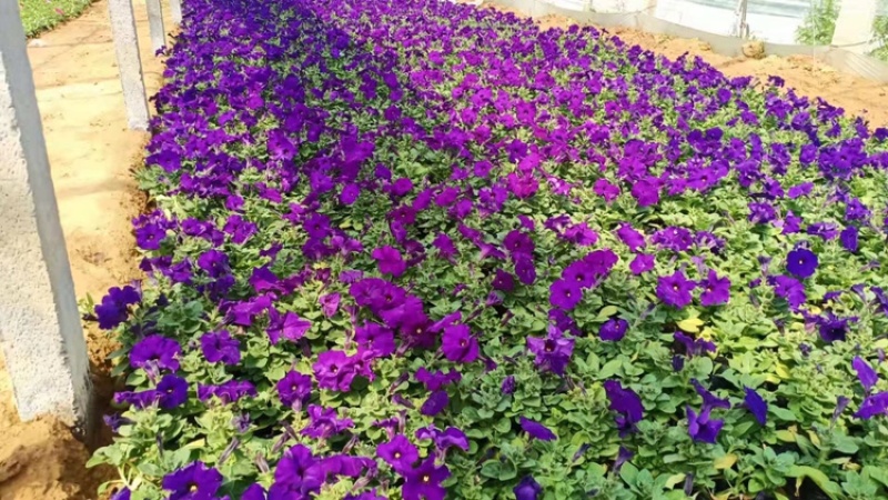 矮牵牛，精品矮牵牛花，基地直发，大量供应