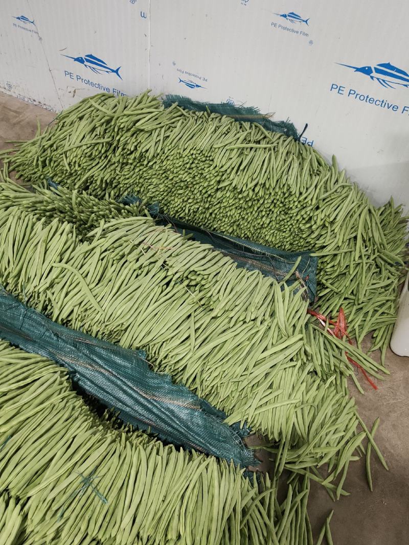 精品云南四季豆（小金豆）！一手货源！全国代发！品质保证。