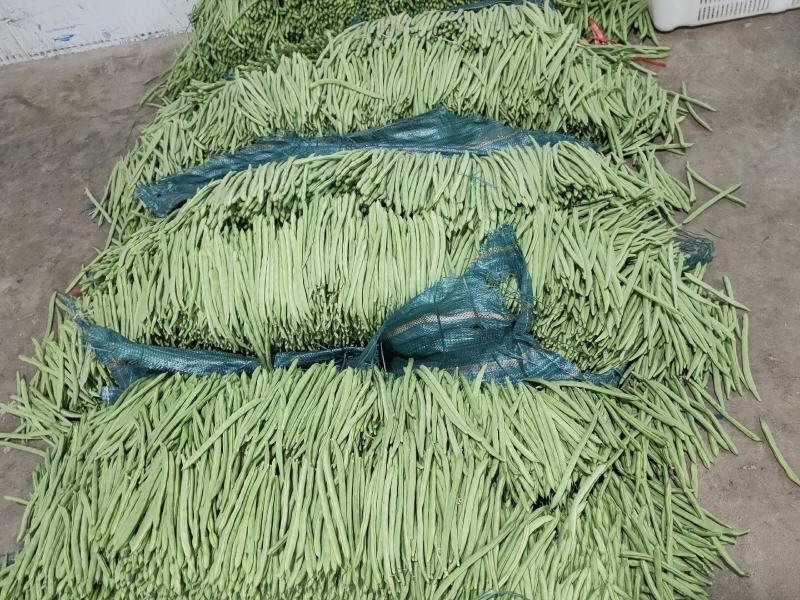 精品云南四季豆（小金豆）！一手货源！全国代发！品质保证。