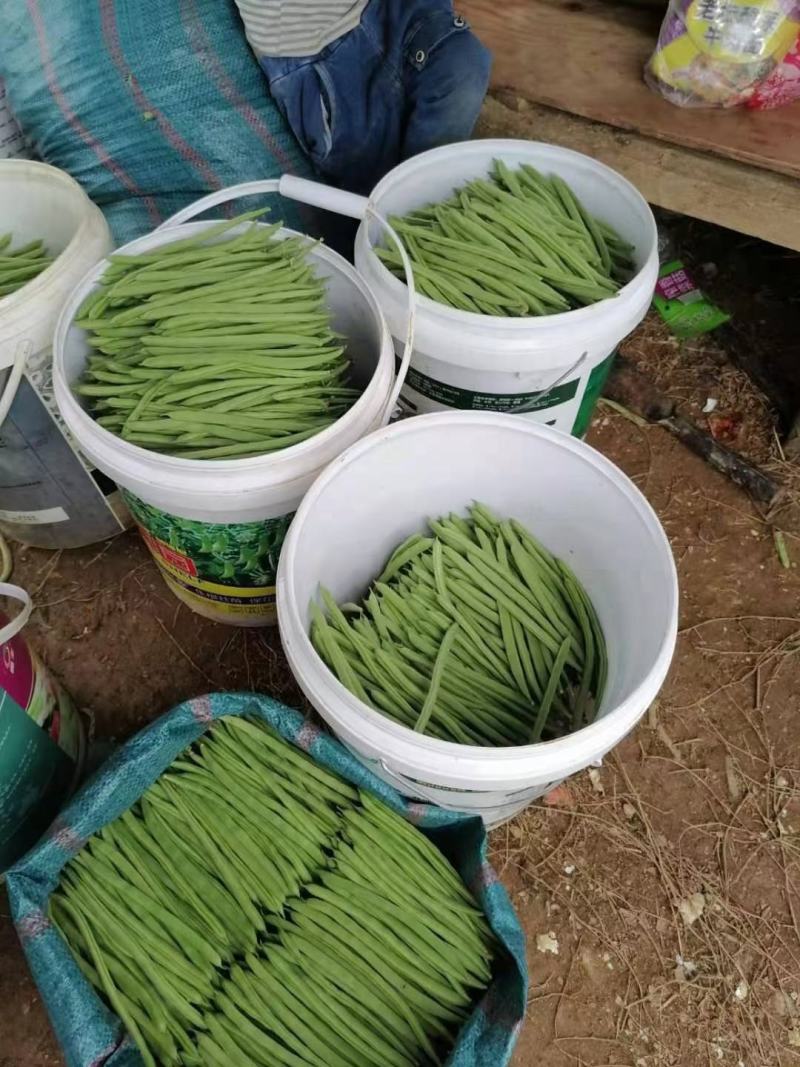 精品云南四季豆（小金豆）！一手货源！全国代发！品质保证。