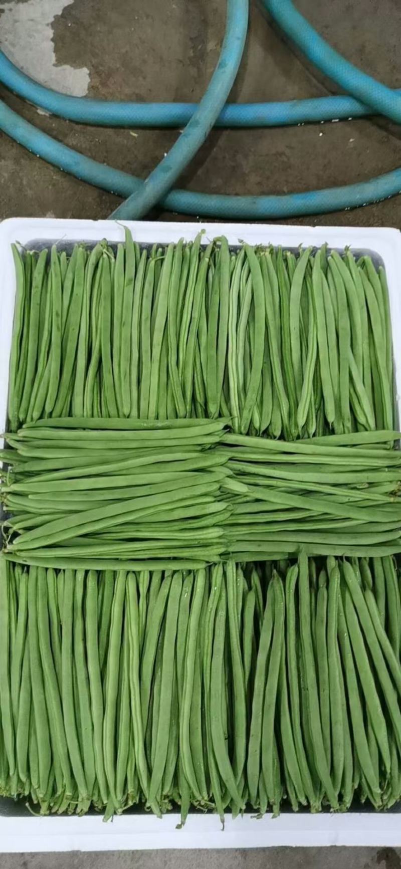 精品云南四季豆（小金豆）！一手货源！全国代发！品质保证。