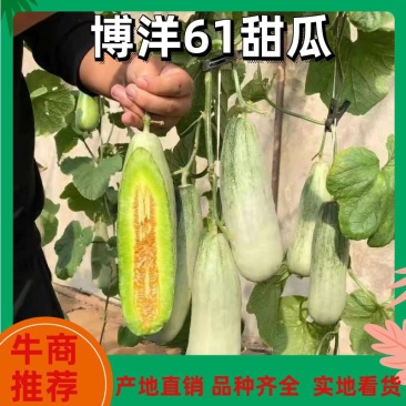 博洋61甜瓜，惠民产地直供，对接电商，商超，批发商，