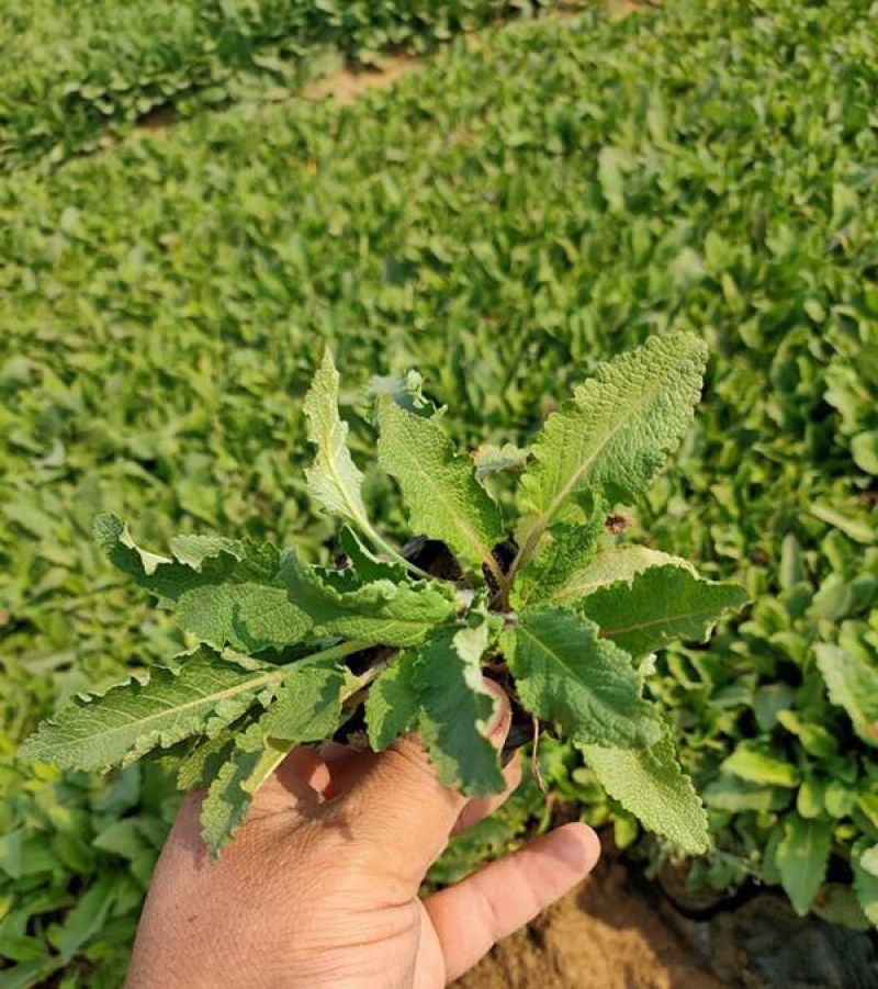 鼠尾草蓝花鼠尾草基地地被鼠尾草苗批发量大质优