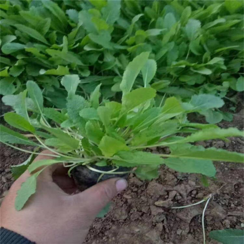 鼠尾草蓝花鼠尾草基地地被鼠尾草苗批发量大质优