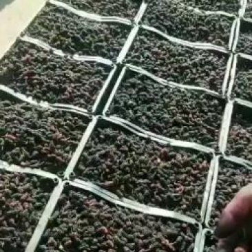 陕西西安临潼桑葚五月一日前后就开始上市了，欢迎老板前来选