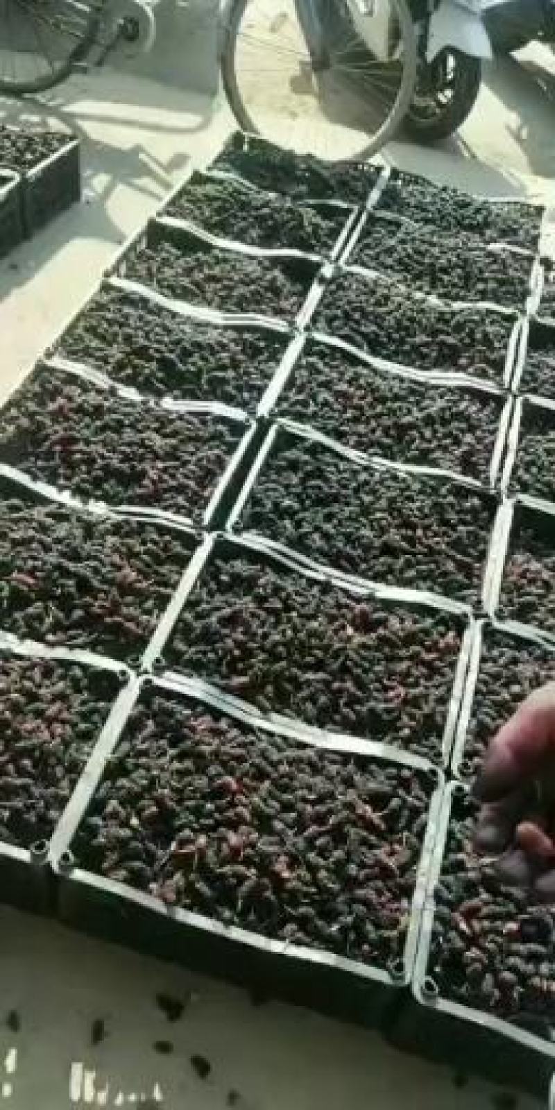 陕西西安临潼桑葚五月一日前后就开始上市了，欢迎老板前来选