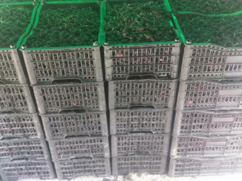 陕西西安临潼桑葚四月底五月初就开始上市了