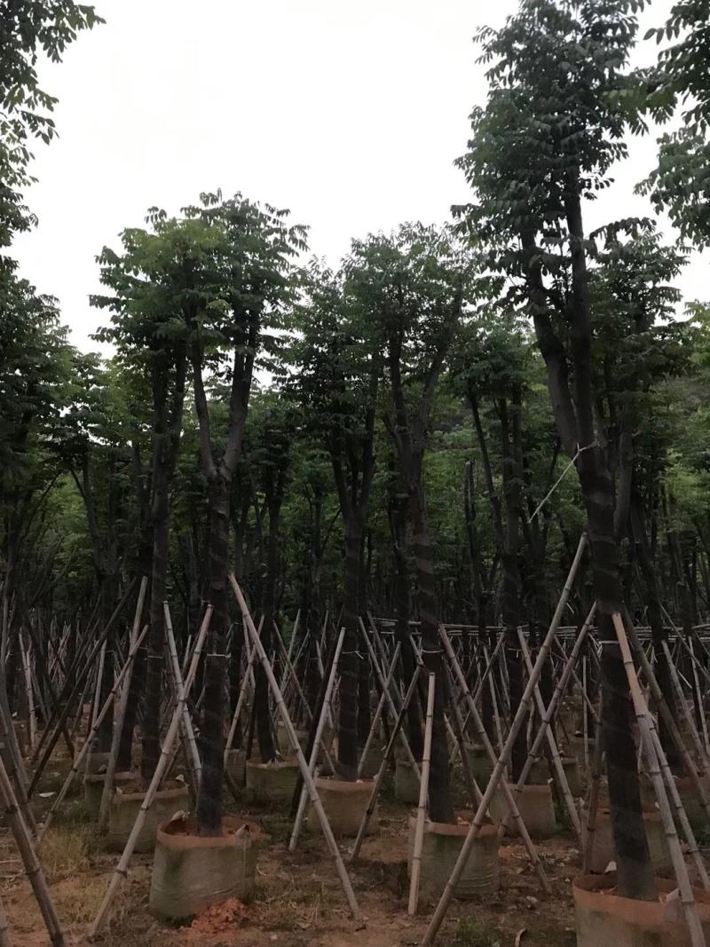 秋枫