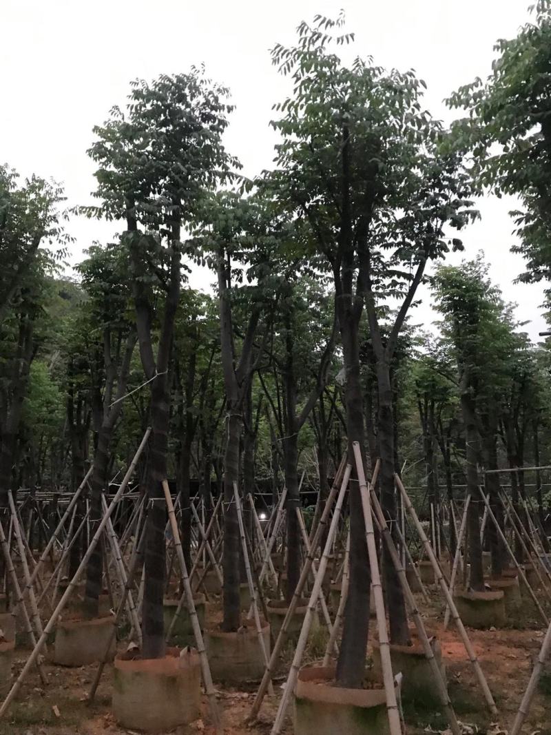 秋枫