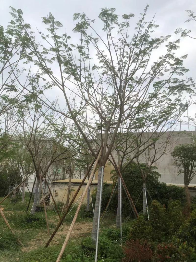 秋枫