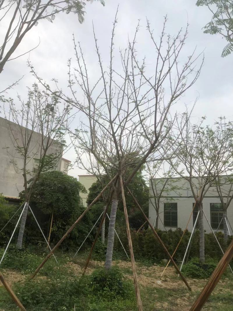 秋枫