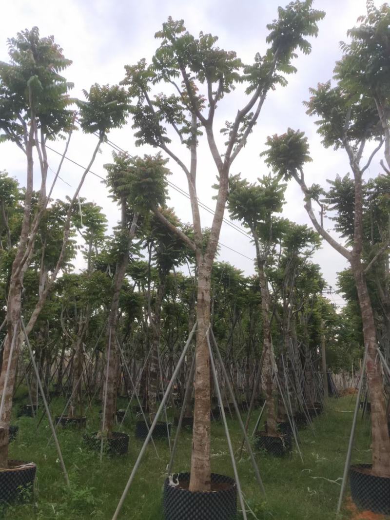 秋枫