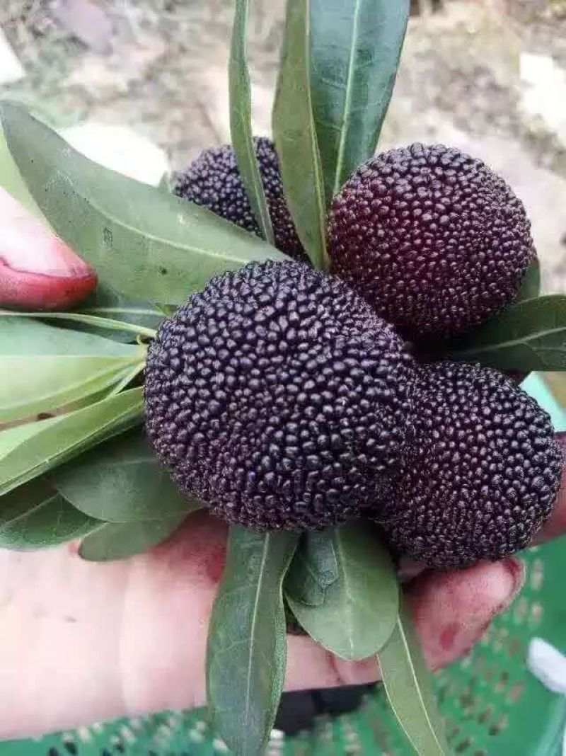 正宗金灶杨梅