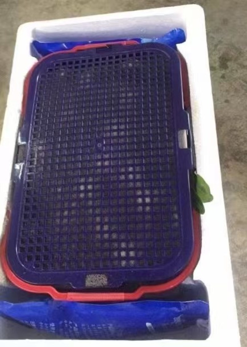 正宗金灶杨梅