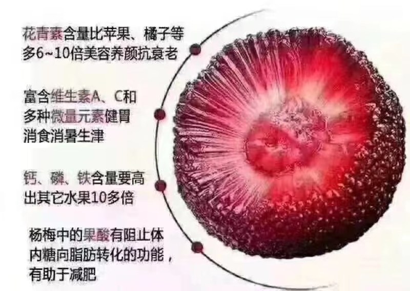 正宗金灶杨梅