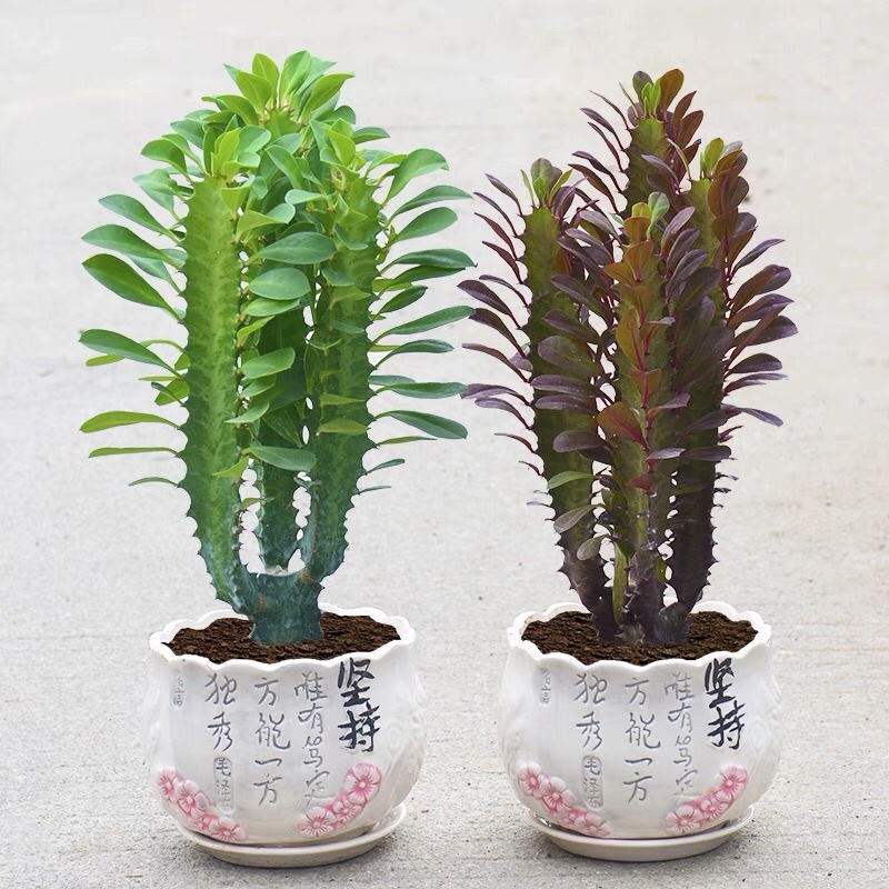 龙骨花室内花植物盆栽玉麒麟吸甲醛客厅仙人柱