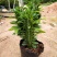 龙骨花室内花植物盆栽玉麒麟吸甲醛客厅仙人柱