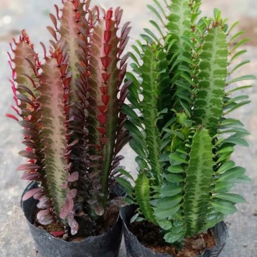 龙骨花室内花植物盆栽玉麒麟吸甲醛客厅仙人柱