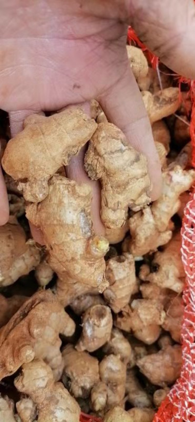 缅甸进口生态碎姜,产地直供,