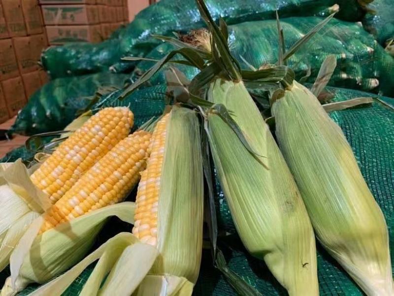 水果玉米云南昆明直发支持一件代发社区团购对接微商电商团队