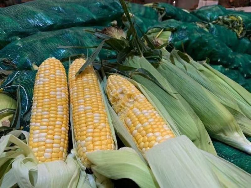 水果玉米云南昆明直发支持一件代发社区团购对接微商电商团队