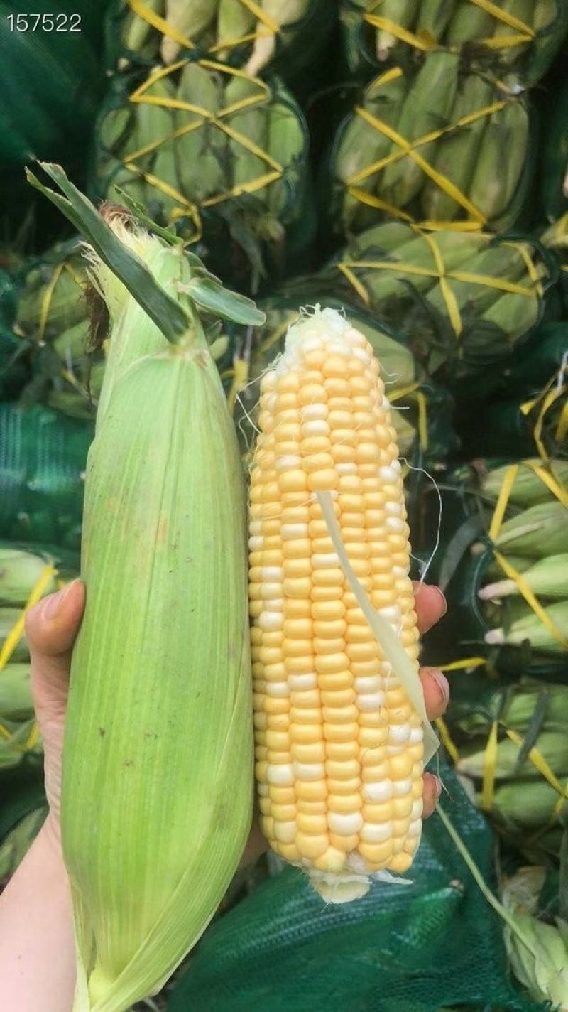 水果玉米云南昆明直发支持一件代发社区团购对接微商电商团队