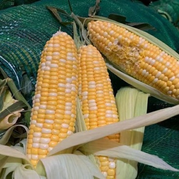 水果玉米云南昆明直发支持一件代发社区团购对接微商电商团队