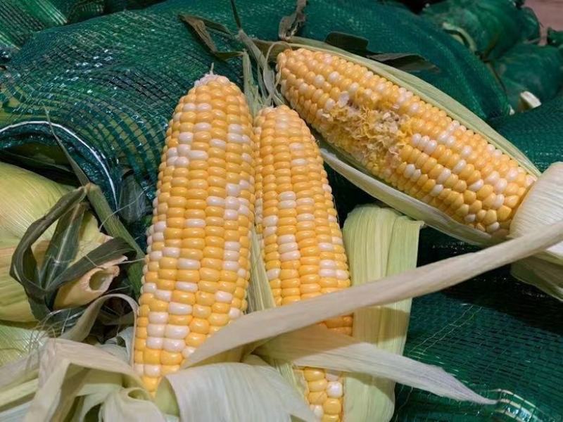 水果玉米云南昆明直发支持一件代发社区团购对接微商电商团队