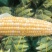水果玉米云南昆明直发支持一件代发社区团购对接微商电商团队