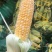 水果玉米云南昆明直发支持一件代发社区团购对接微商电商团队