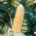 水果玉米云南昆明直发支持一件代发社区团购对接微商电商团队