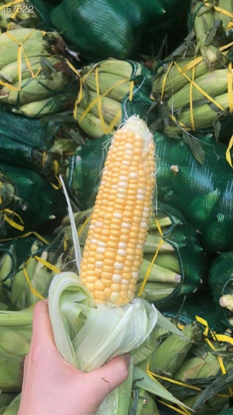 水果玉米云南昆明直发支持一件代发社区团购对接微商电商团队