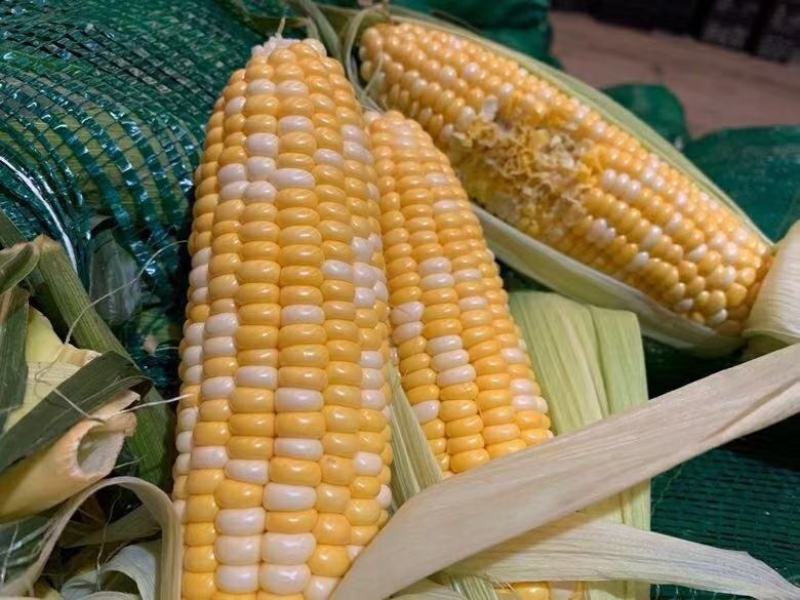 水果玉米云南昆明直发支持一件代发社区团购对接微商电商团队