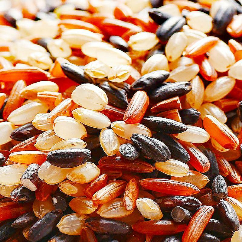 农家三色糙米黑米红米低脂胚芽米五谷杂粮营养米