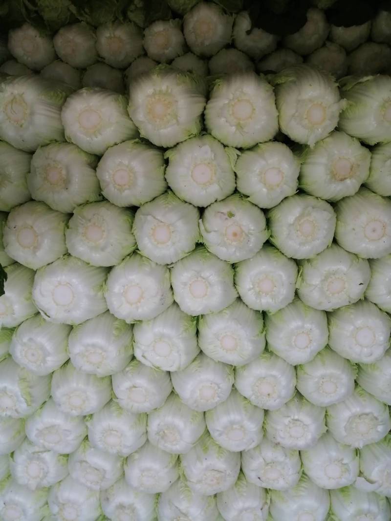 阳春白菜，黄心白菜，精品黄心白菜