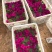 精品垂钓牵牛花大量上市，基地直发直销，欢迎选购