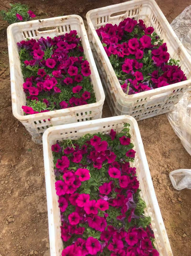 精品垂钓牵牛花大量上市，基地直发直销，欢迎选购