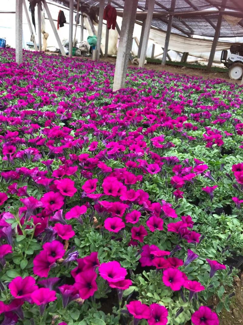 精品垂钓牵牛花大量上市，基地直发直销，欢迎选购