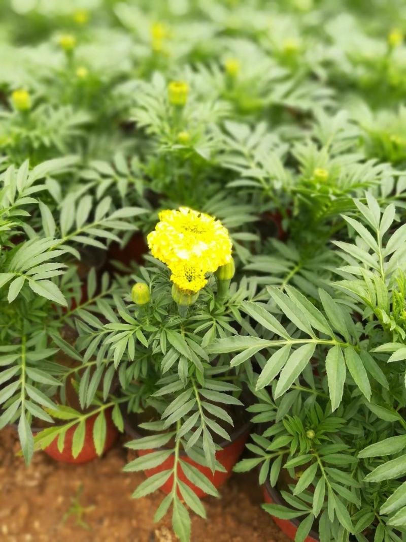 精品万寿菊大量上市，基地直发直销，欢迎各位老板致电恰谈！